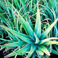 Aloe-Vera