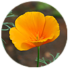 California Poppy