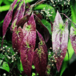 Epimedium Sagittatum