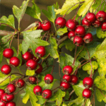 Hawthorn Berries