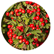Hawthorn Berry 2