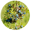 Juniper Berries and Uva Ursi 1