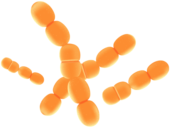 Lactobacillus Paracasei