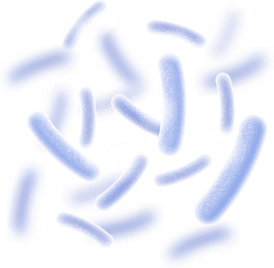 Lactobacillus Reuteri