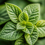 Lemon Balm