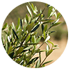 Olive Leaves 3