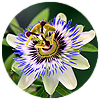 Passionflower (Passiflora Incarnata)