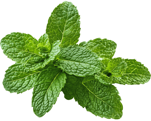 Peppermint Extract