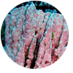 Pink Algae
