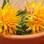 Safflower